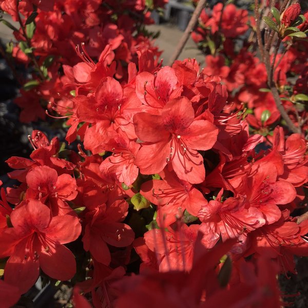 ツツジ 久留米ツツジ 飛竜の舞 3株セット 花木 庭木 サツキ ツツジ 赤塚植物園オンライン 花の音