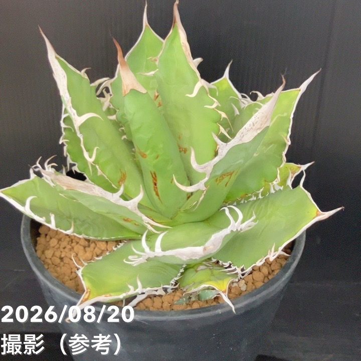 【現品お届け】アガベ 6号 オテロイ 実生(1)|観葉10-TU