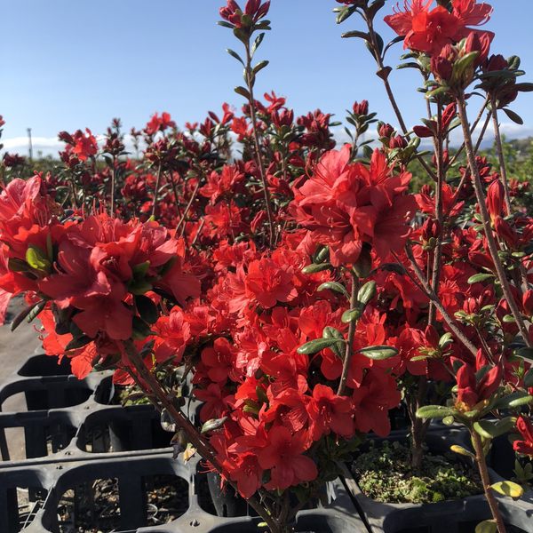 ツツジ 久留米ツツジ 飛竜の舞 4号×3株セット｜花木10-AK | 花木・庭木