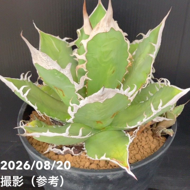 【現品お届け】アガベ 6号 オテロイ 実生(1)|観葉10-TU