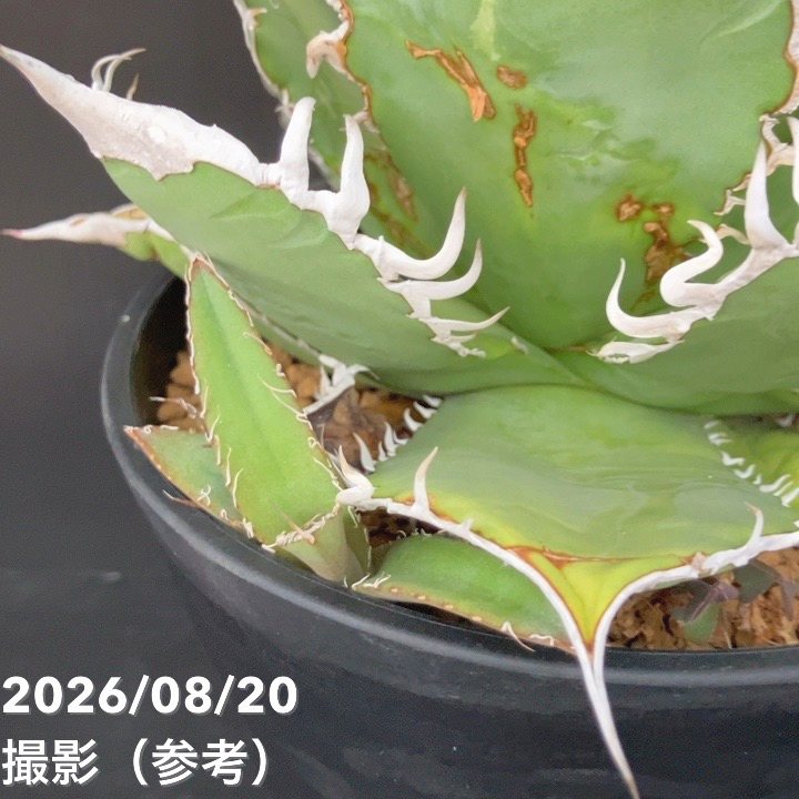 【現品お届け】アガベ 6号 オテロイ 実生(1)|観葉10-TU