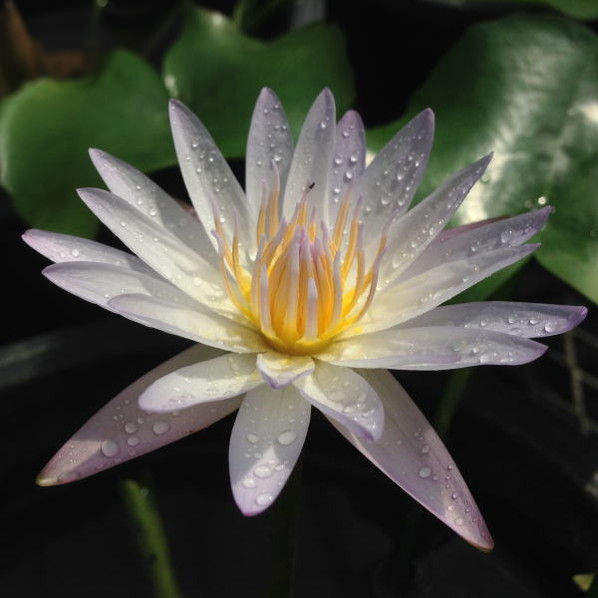 スイレン花 7/13(日)開花情報】 新池ではスイレンが見頃です🌼 当園では耐寒