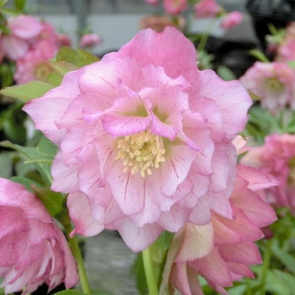 期間限定10％OFF！】クリスマスローズ 伊勢みやび 3.5号 手毬｜山野01