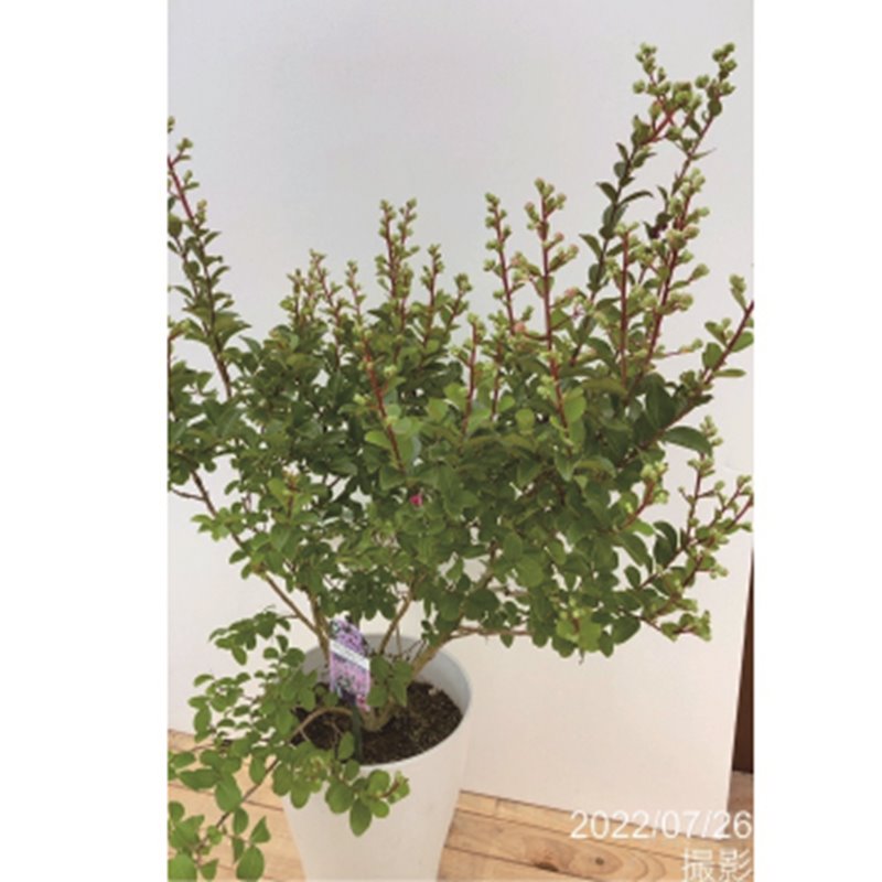 7回も 繰り返し咲く花あふれる サルスベリ Withlove ベイブ 8 9号鉢植え お届けに10日程度かかる場合がございます Or 産地直送商品 岡本緑化 サルスベリなど 赤塚植物園オンライン 花の音