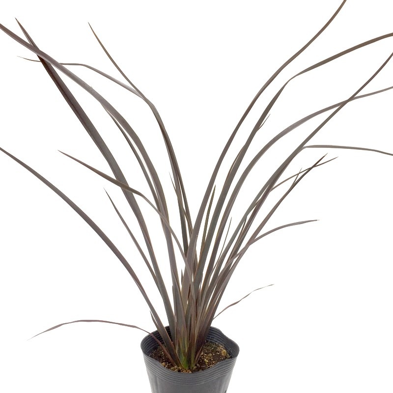 ドライガーデンの主役！ニューサイラン ナローブロンズ 5号苗 ※お届け