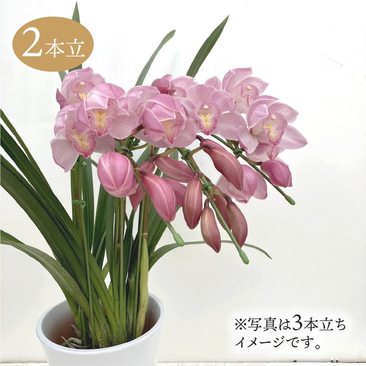 テーブルシンビジューム ピンク系 2本立アーチ 5号 ※お届けに10日程度