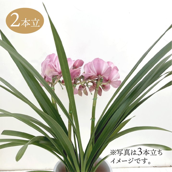 テーブルシンビジューム ピンク系 2本立アーチ 5号 ※お届けに10日程度