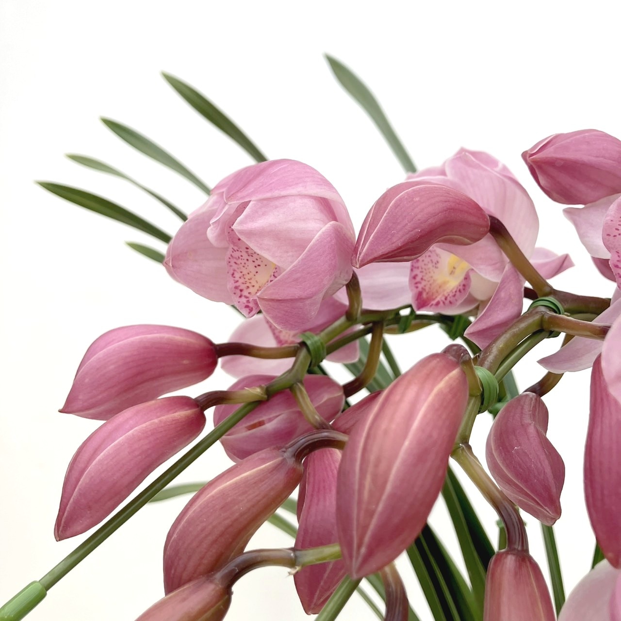 テーブルシンビジューム ピンク系 2本立アーチ 5号 ※お届けに10日程度