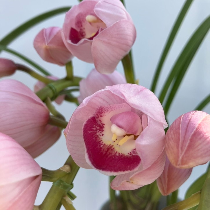 テーブルシンビジューム ピンク系 2本立アーチ 5号 ※お届けに10日程度