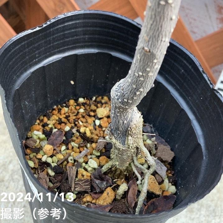 ウルトラ朝倉山椒 4号ロングポット｜果樹04-PA | 果樹,[珍しい果樹