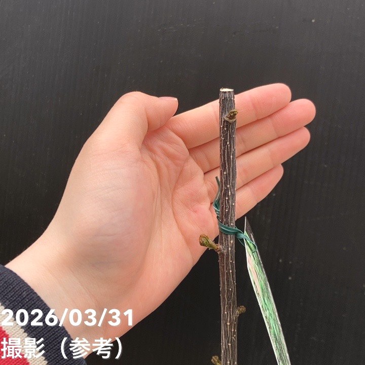 ウルトラ朝倉山椒 4号ロングポット｜果樹04-PA | 果樹,[珍しい果樹