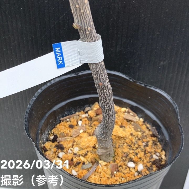 ウルトラ朝倉山椒 4号ロングポット｜果樹04-PA | 果樹,[珍しい果樹