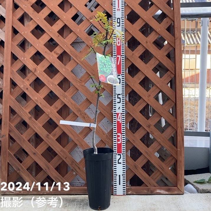 ウルトラ朝倉山椒 4号ロングポット｜果樹04-PA | 果樹,[珍しい果樹