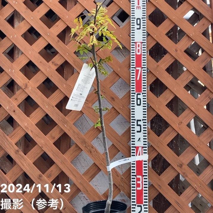 ウルトラ朝倉山椒 4号ロングポット｜果樹04-PA | 果樹,[珍しい果樹