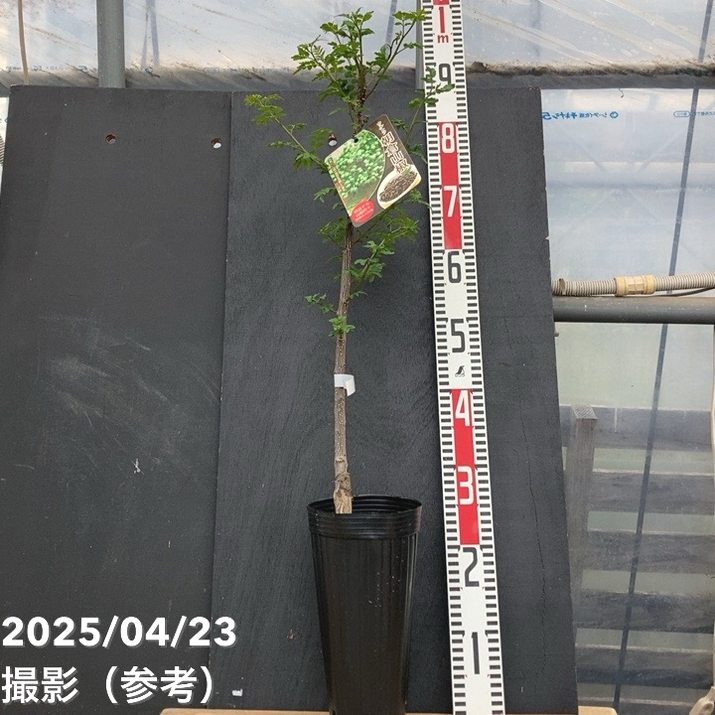 山椒の木 朝倉山椒の苗木 15cmポット接木苗 (あさくらさんしょう／トゲ無し実