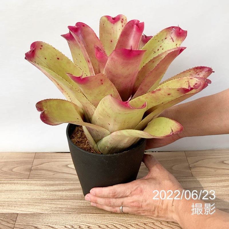 ネオレゲリア 5号 hybrid johannis #2｜観葉01-D1 | 観葉・多肉