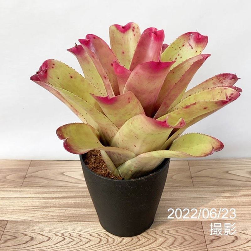 ネオレゲリア 5号 hybrid johannis #2｜観葉01-D1 | 観葉・多肉