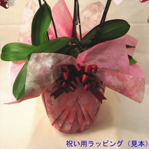 受賞歴多数！椎名洋ラン園のミディ胡蝶蘭 2本立ち ※送料込｜洋蘭