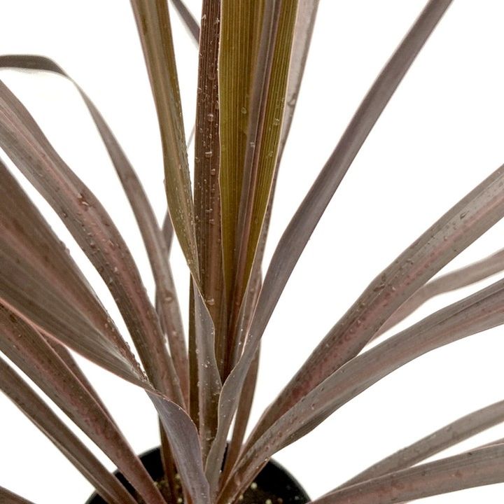 コルジリネ 6号 オーストラリス ブラックナイト｜観葉01-D1 | 花木