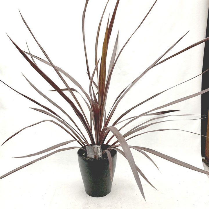 コルジリネ 6号 オーストラリス ブラックナイト |草花01-D1 | 観葉