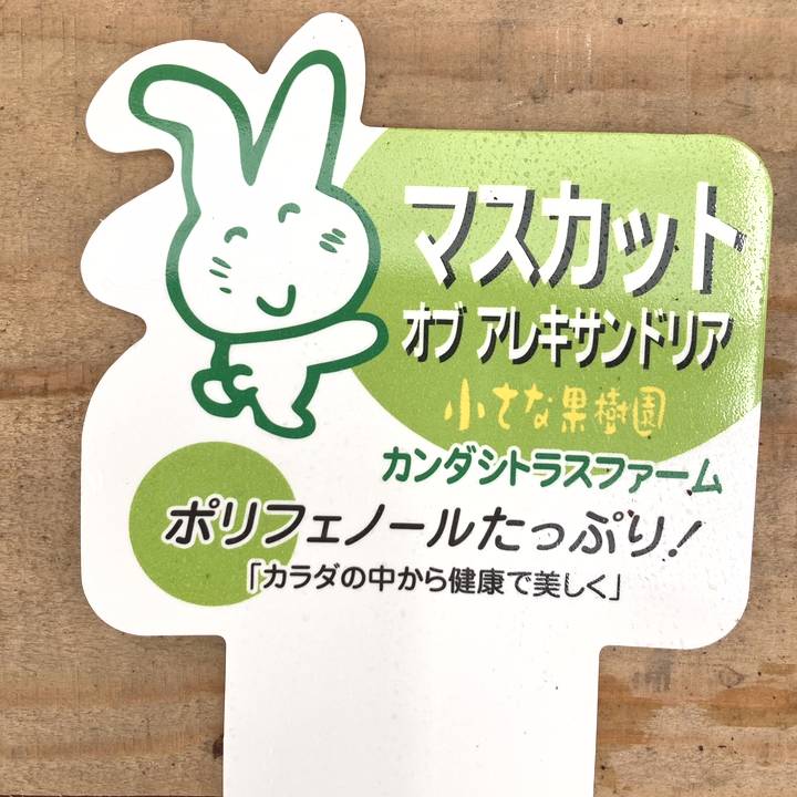 数量限定】＜実付き＞ブドウ マスカット オブ アレキサンドリア 7号