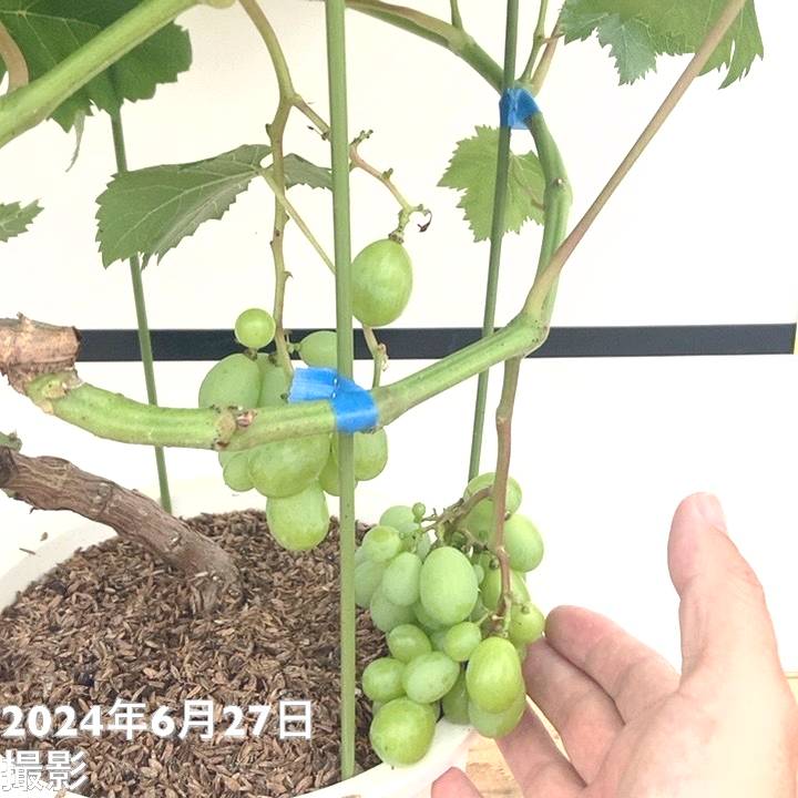 マスカット 苗木　大株　オブアレキサンドリア　7寸　高さ67センチ　実付き 楽天市場】2024年7月実付き マスカット苗 アレキサンドリア