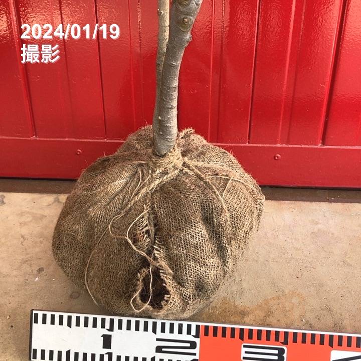 美形。優良リトルジェム1.0M(鉢底から)※ラスト1本です 美形。リトルジェム1.0M(鉢底から)