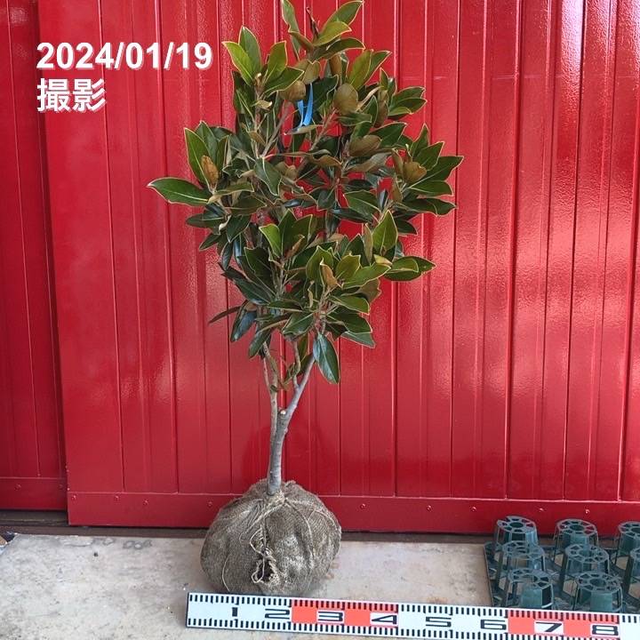 タイサンボク リトルジェム 根巻き｜s200｜花木04-PA | 花木