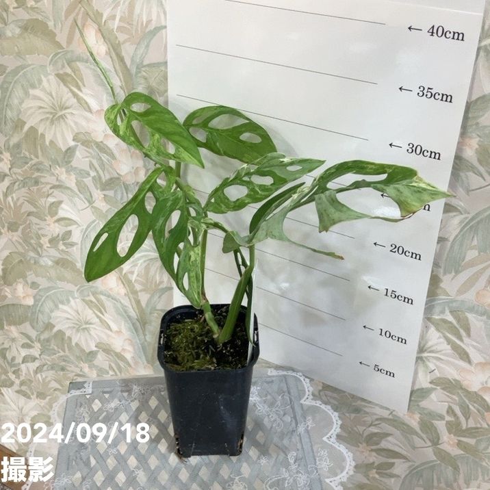 現品お届け】マドカズラ バリエガータ Monstera adansonii variegata