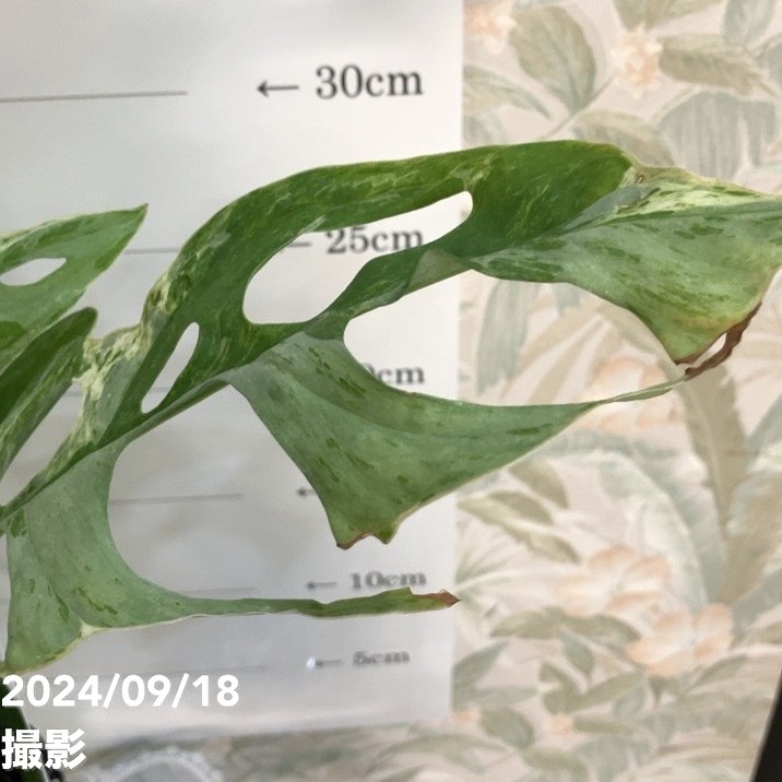 現品お届け】マドカズラ バリエガータ Monstera adansonii variegata