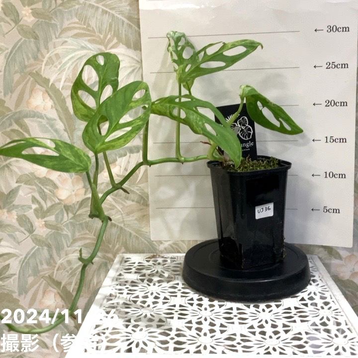 マダガカカル産 珍品ゾウムシ 17mm タカオマルクチカクシゾウムシ