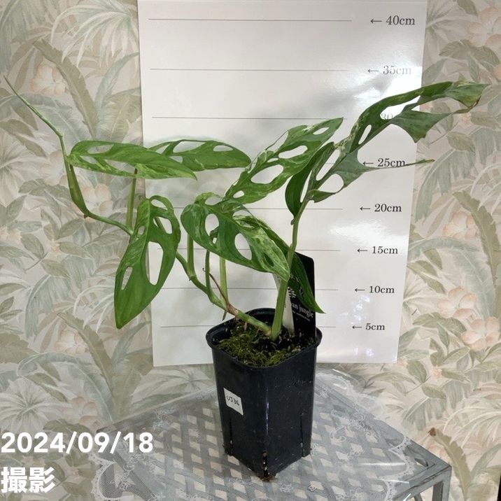 決算P5倍！8/2まで】【現品お届け】マドカズラ バリエガータ Monstera