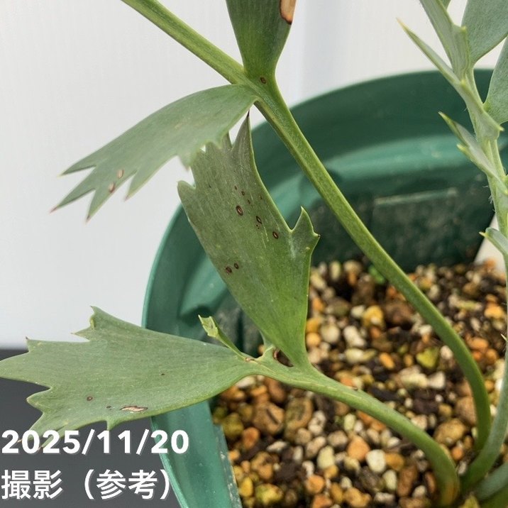 激レア！現品お届け】エンセファラルトス ホリダス（ヒメオニソテツ