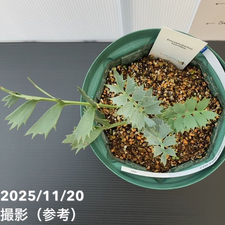 激レア！現品お届け】エンセファラルトス ホリダス（ヒメオニソテツ