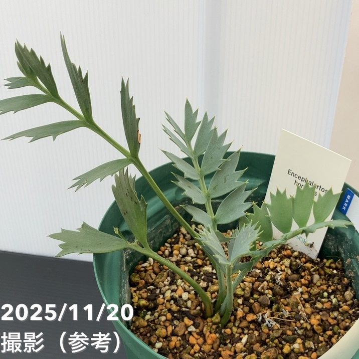 激レア！現品お届け】エンセファラルトス ホリダス（ヒメオニソテツ