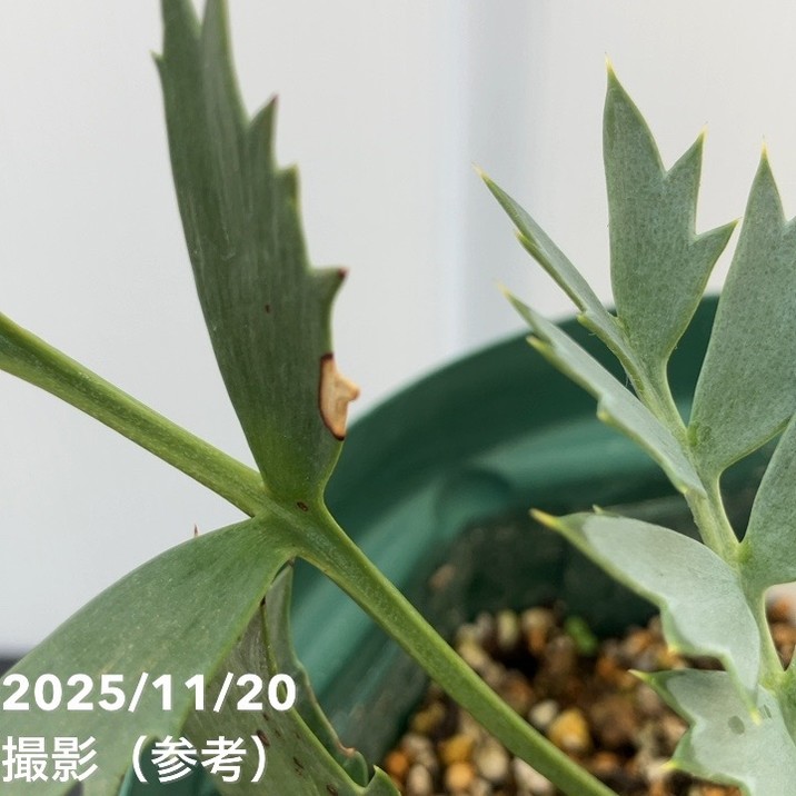 激レア！現品お届け】エンセファラルトス ホリダス（ヒメオニソテツ