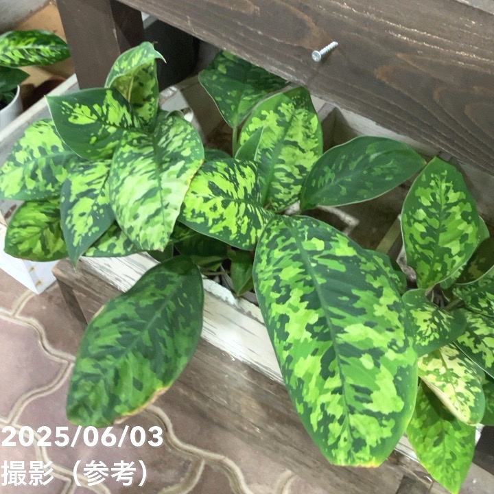 ホマロメナ ワリシーカモフラージュ 3号｜観葉04-PA | 観葉・多肉