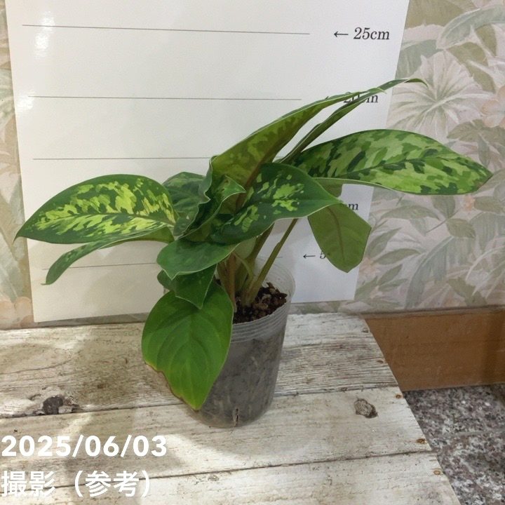 ホマロメナ3種 Homalomena sp 3種セット ホマロメナ