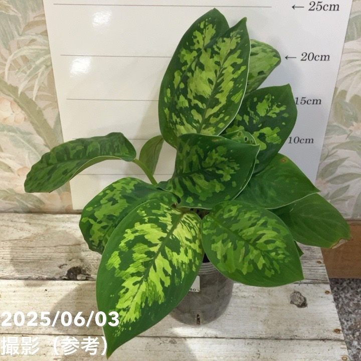 S*a様 ボンボネロ　蓄光　カモフラ S*a様 ボンボネロ 蓄光 カモフラ ボンボネロ 蓄光 迷彩 カモ - メルカリ