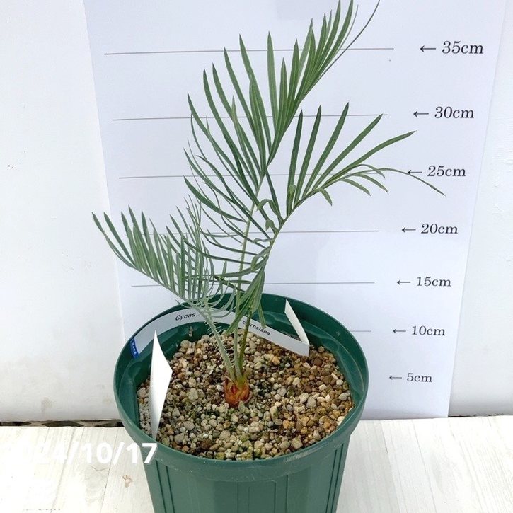 激レア！現品お届け】サイカス カイルンシアナ（ブルーソテツ）6号