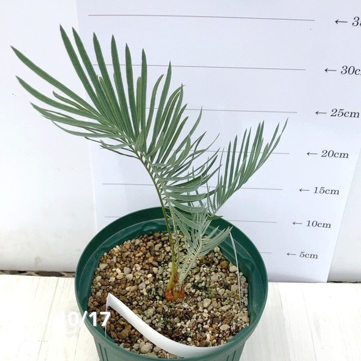 激レア！現品お届け】サイカス カイルンシアナ（ブルーソテツ）6