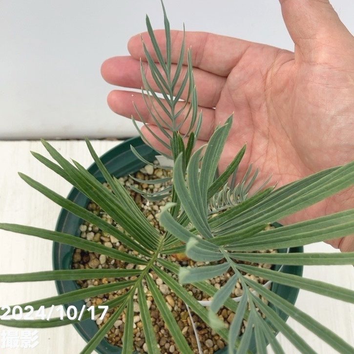 激レア！現品お届け】サイカス カイルンシアナ（ブルーソテツ）6