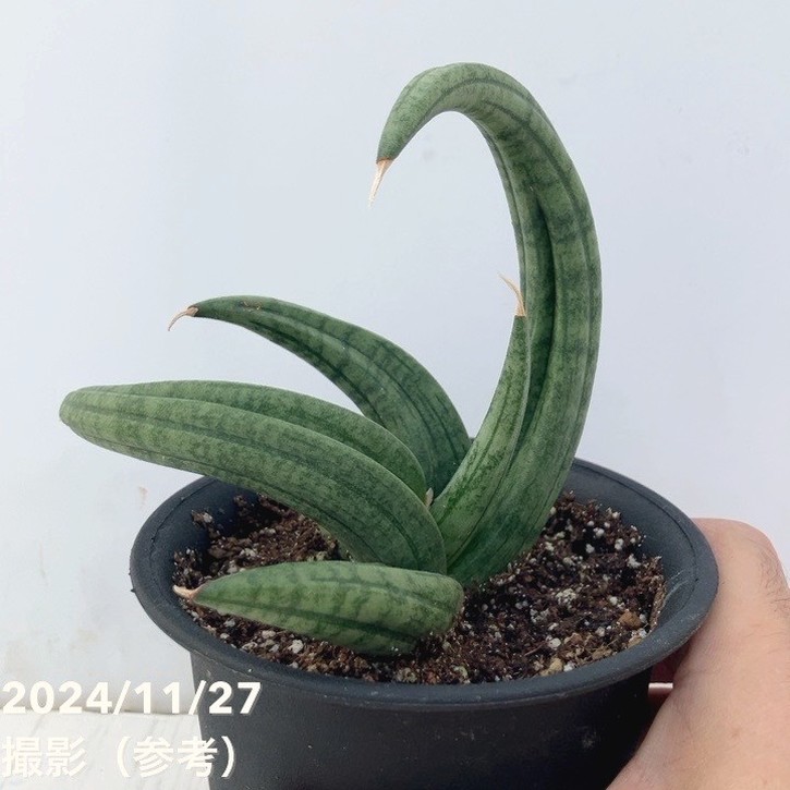 現品お届け】サンスベリア 4号 龍の爪（Dragon nail）黒プラ鉢（S137