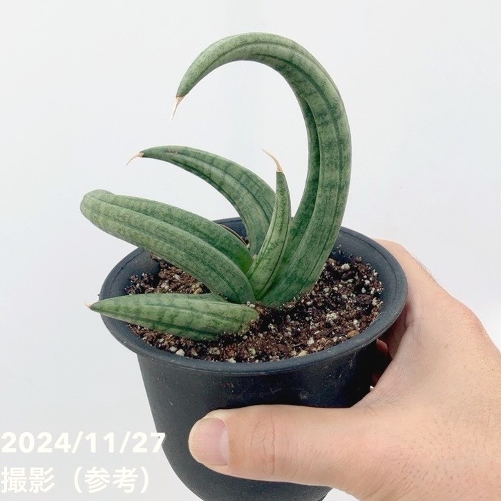 現品お届け】サンスベリア 4号 龍の爪（Dragon nail）黒プラ鉢