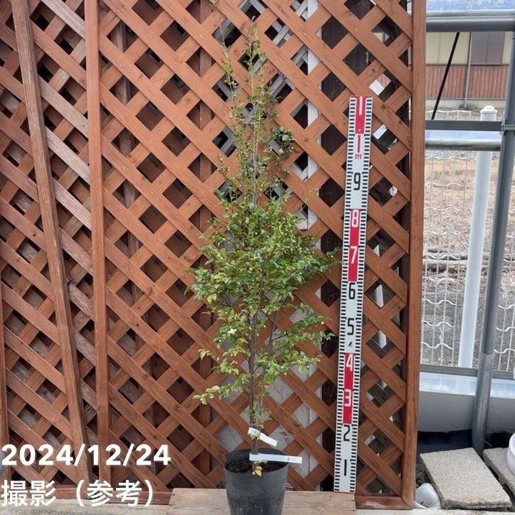 激レア！現品お届け】椿 ツバキ 6号 細葉連芯茶（1）［こだわりの前田