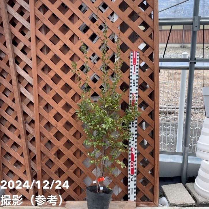 激レア！現品お届け】椿 ツバキ 6号 細葉連芯茶（1）［こだわりの前田