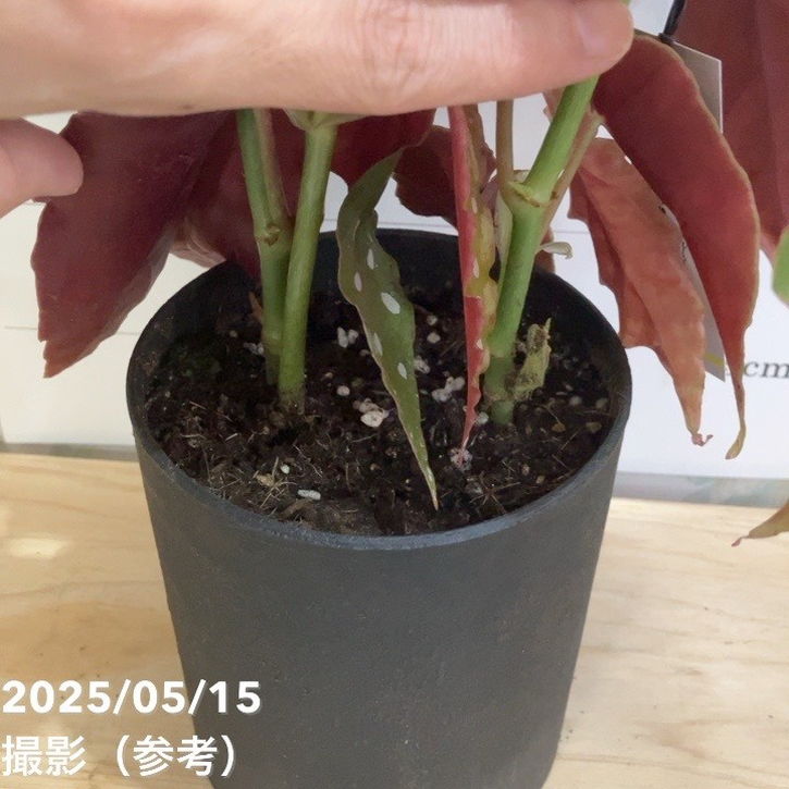 ベゴニア マクラータ 直径11cmプラ鉢｜観葉04-PA | 観葉・多肉,[珍しい