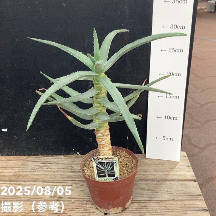 アロエ ディコトマ 3.5号｜観葉04-PA | 観葉・多肉 | 赤塚植物園