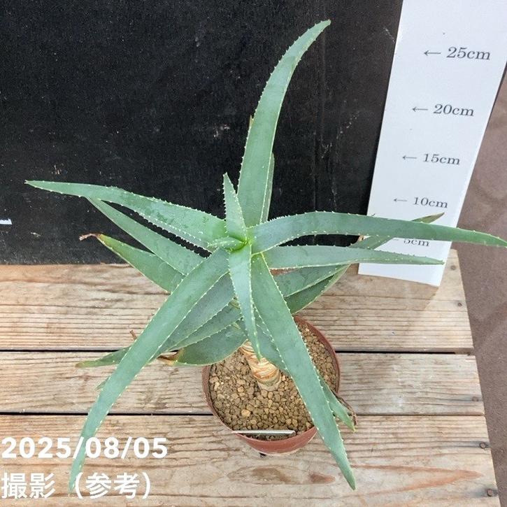 アロエ ディコトマ 3.5号｜観葉04-PA | 観葉・多肉 | 赤塚植物園