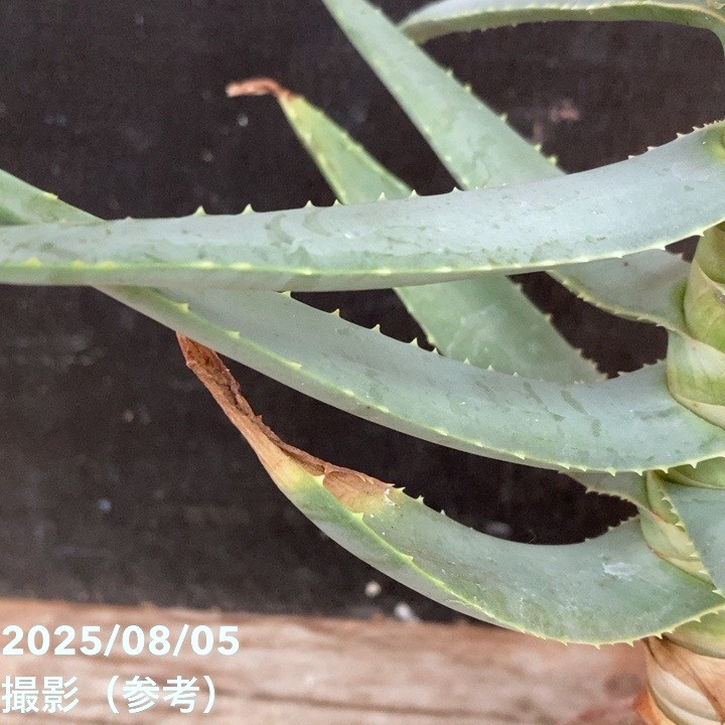 アロエ ディコトマ 3.5号｜観葉04-PA | 観葉・多肉 | 赤塚植物園